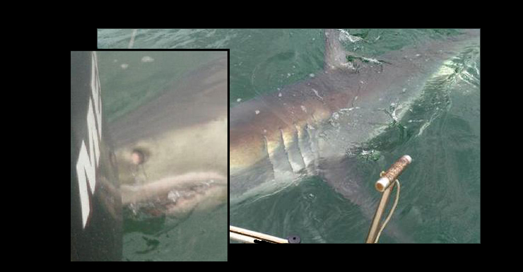 great white shark attack