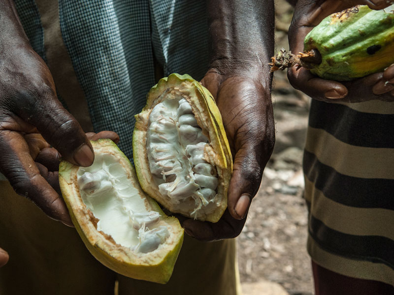 cocoa fruit