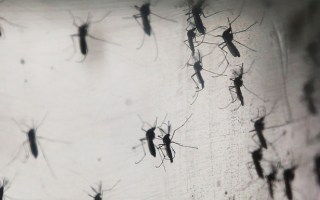 zika virus