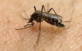 mosquito zika virus