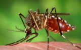 The Zika virus is mainly transmitted by the Aedes aegypti mosquito.