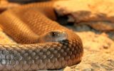 Taipan snake