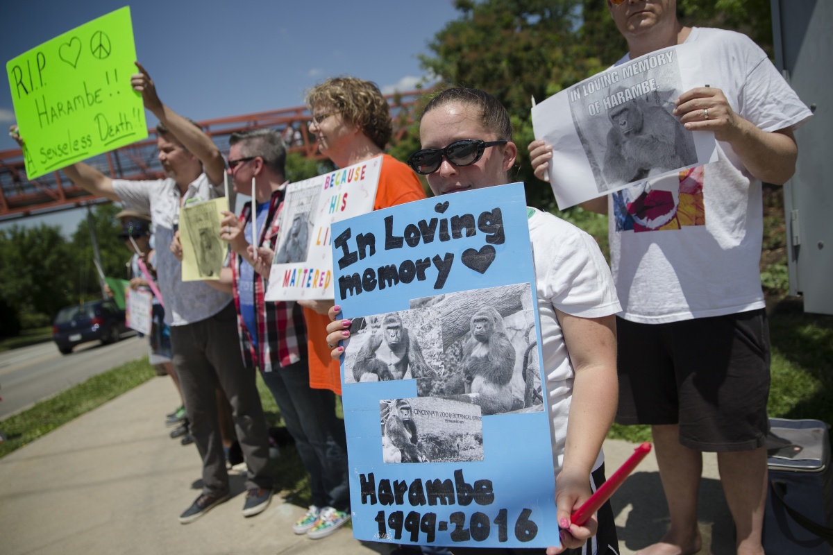 People have hit out at the shooting of Harambe.