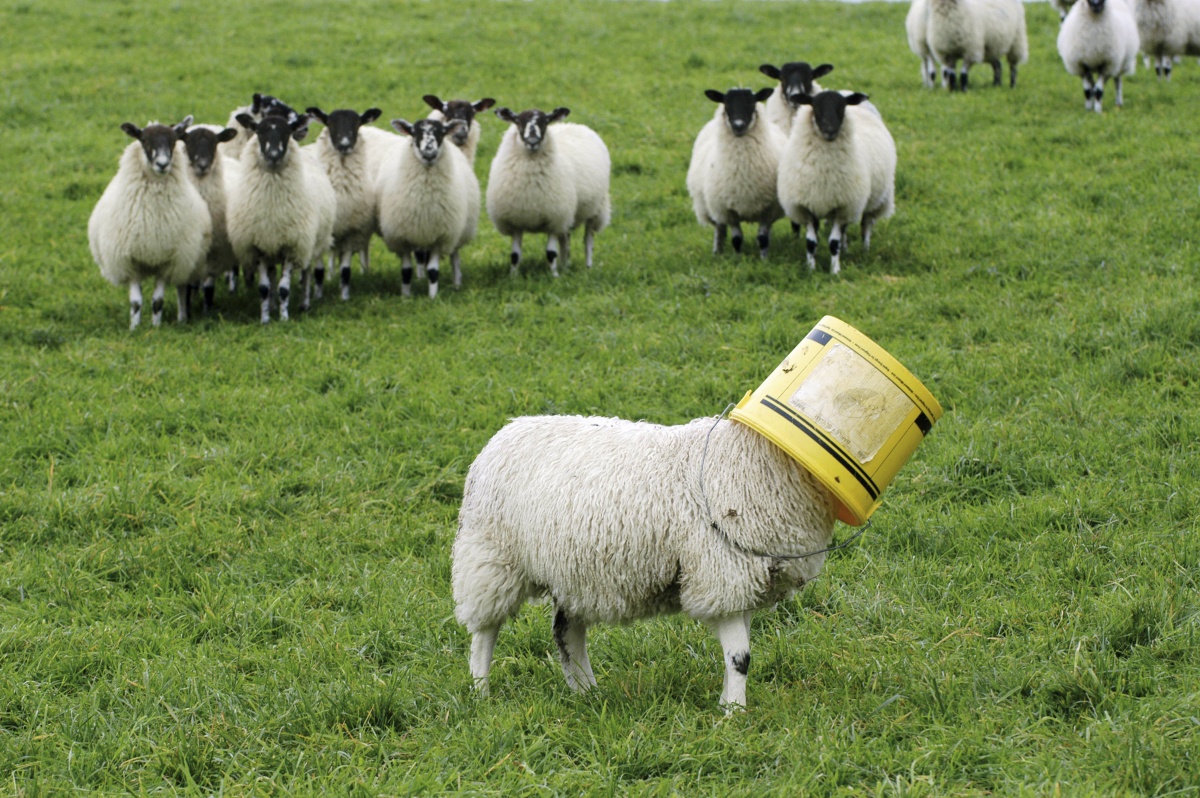 Stoned sheep munch on marijuana in Swansea Valley village.