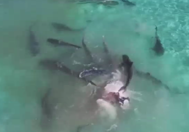 The tiger shark feeding frenzy in WA.