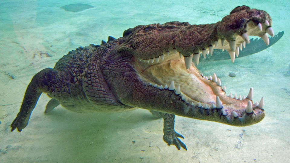 crocodile in surf
