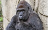 harambe gorilla