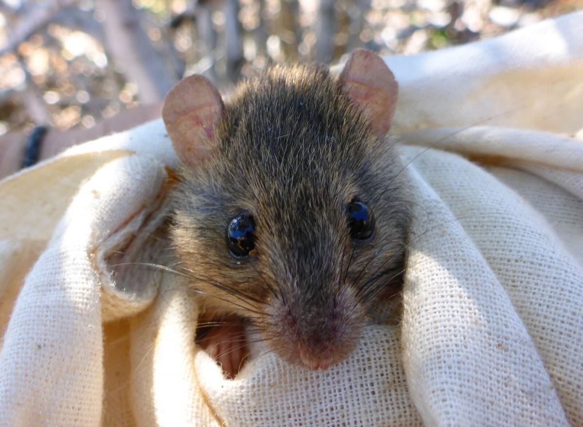 Study claims Bramble Cay melomys are extinct due to climate change.