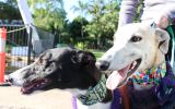 The NSW Government confirmed a welfare plan for existing greyhounds.