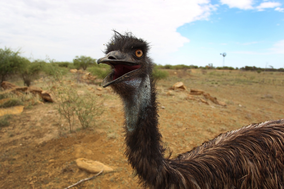 running emu