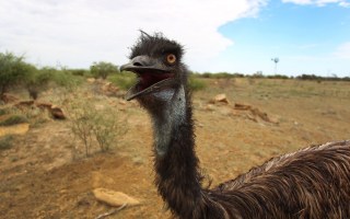 running emu