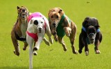 greyhound racing foley