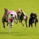 greyhound racing foley