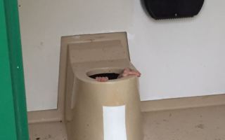 Larsen toilet rescue