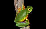 Cape York graceful tree frog