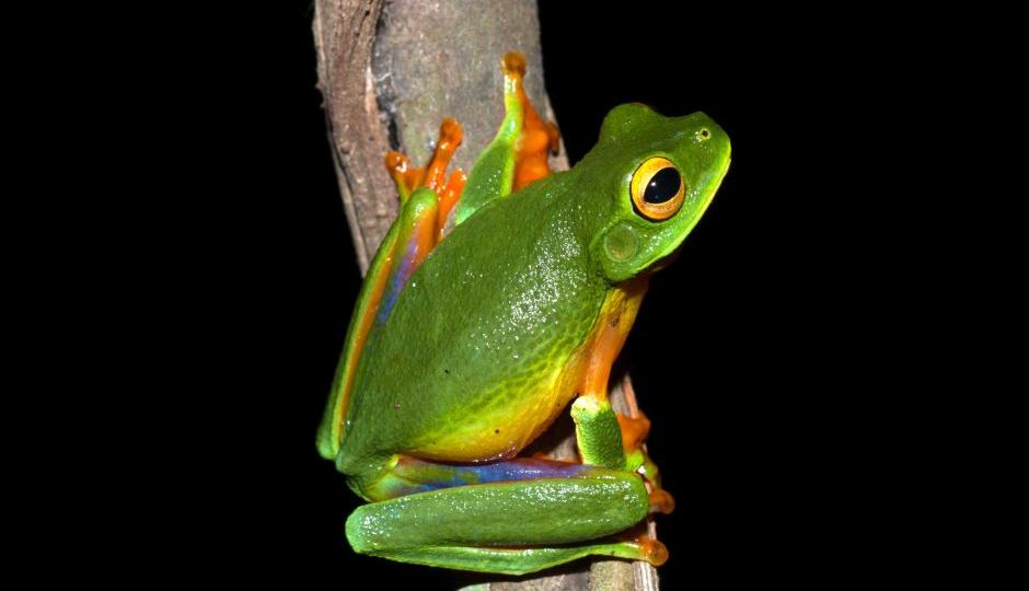 Cape York graceful tree frog
