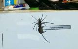 Huntsman spider versus mouse