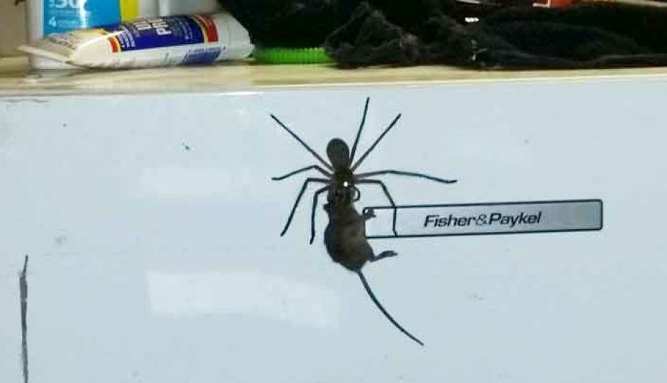 Huntsman spider versus mouse