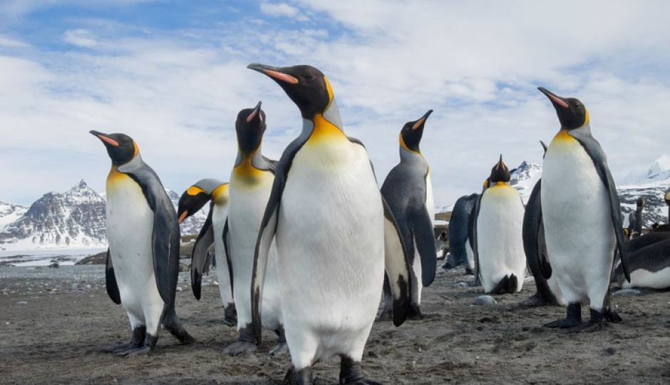 Penguins