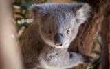 Willow the koala joey