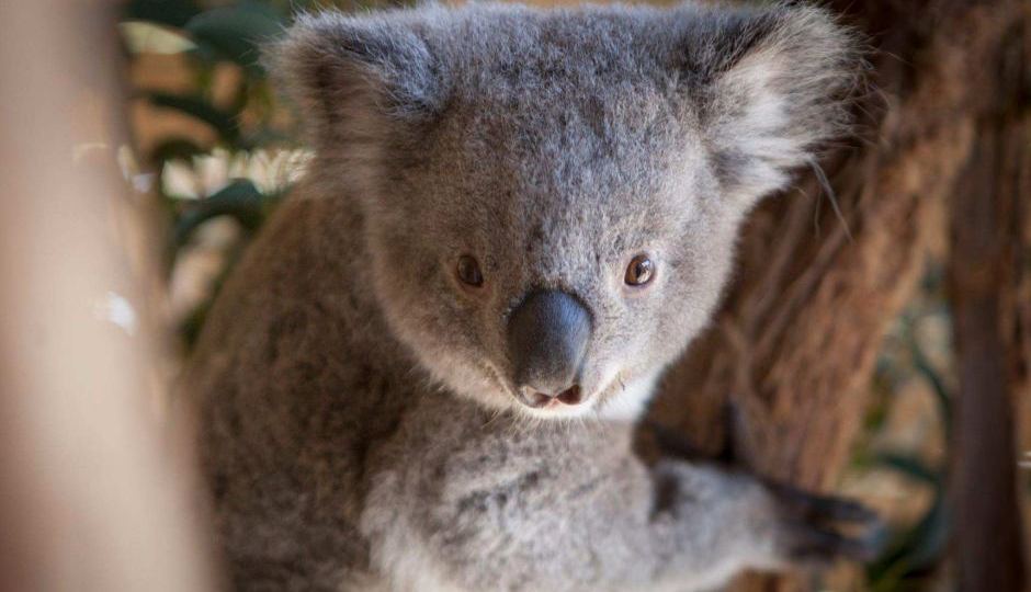 Willow the koala joey
