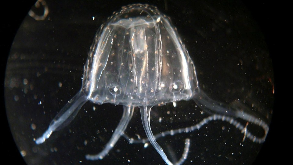 irukandji-jellyfish