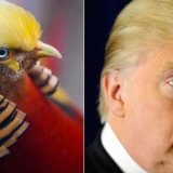 Trump pheasant