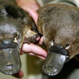 Platypus