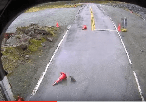 Keas play tricks with traffic cones