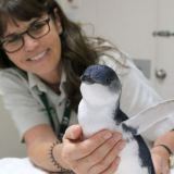 Penguin at Taronga Zoo