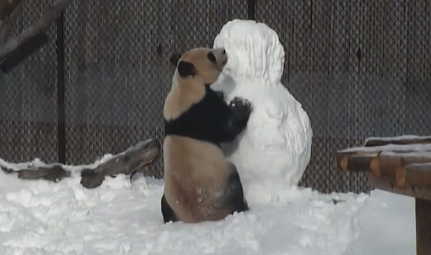 Toronto Zoo giant panda Da Mao
