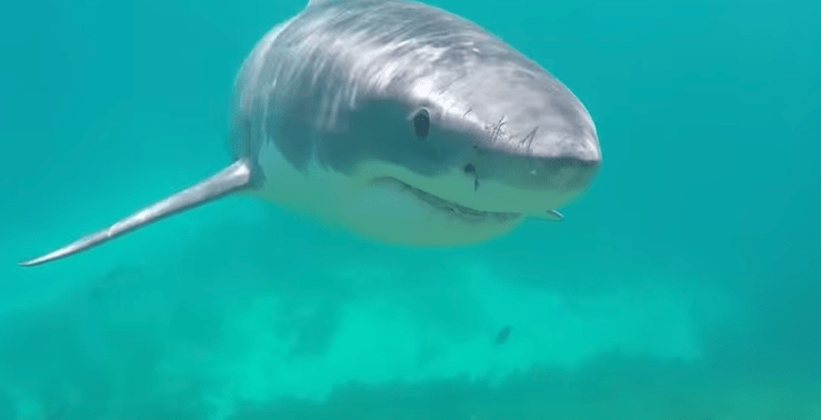 Great white shark esperance