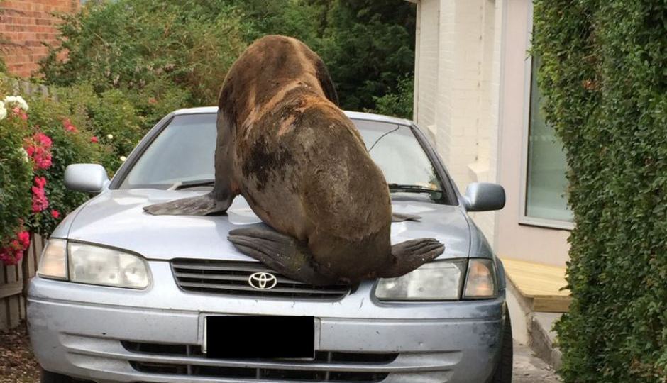 Tasmania seal on the loose