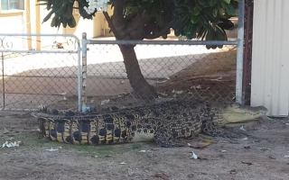 Crocodile Queensland