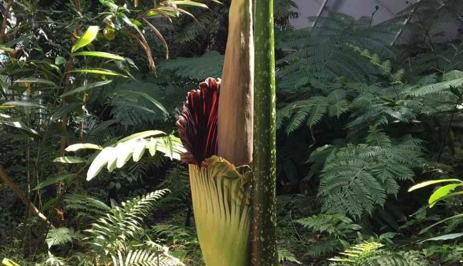 corpse flower