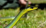Green tree snake