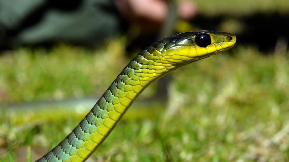 Green tree snake