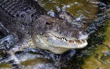 crocodile attack northern territory