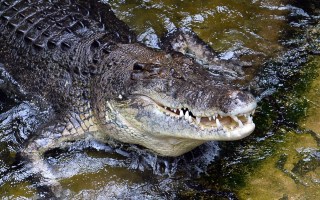 crocodile attack northern territory
