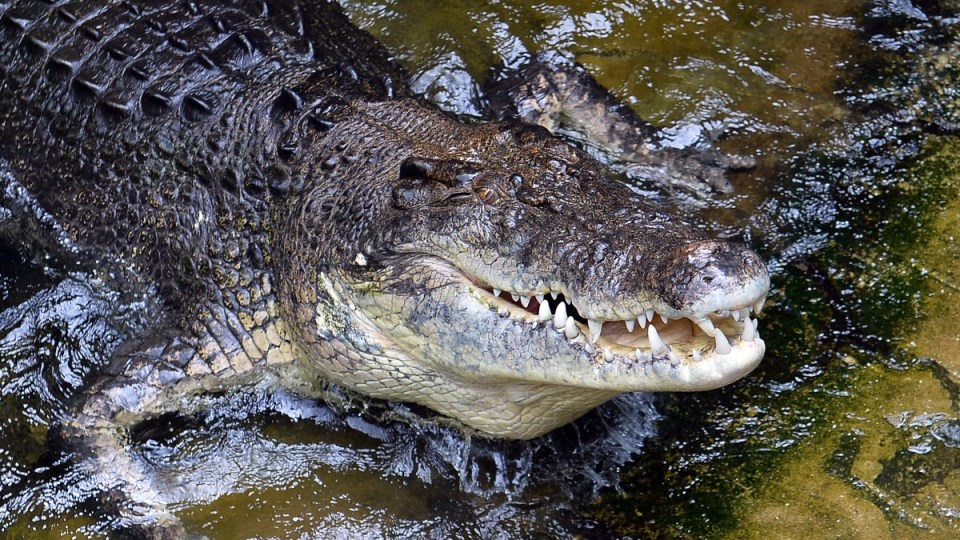 crocodile attack northern territory