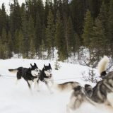 Canadian super lags.