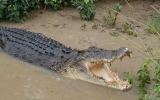Saltwater crocodile