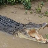 Saltwater crocodile