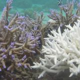 Bleached and unbleached coral from Fiji