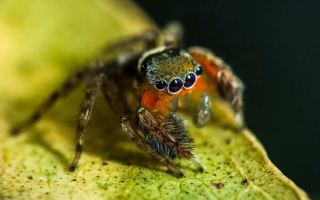 New species of jumping spider