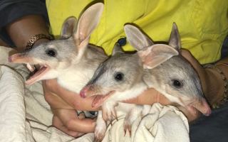 Bilbies born at Ipswich