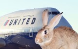 United Airlines rabbit
