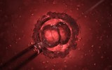 embryo