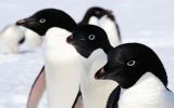 Trio of Adelie penguins