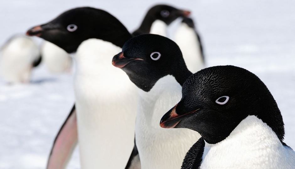 Trio of Adelie penguins